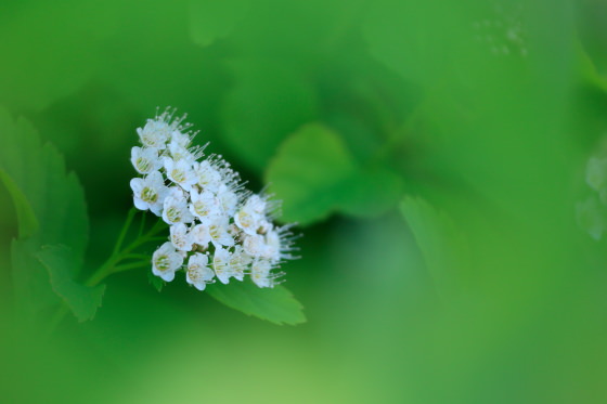 植物1