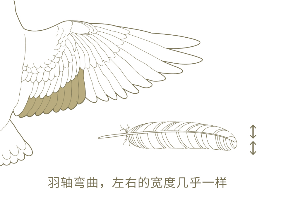 鸟为什么会飞呀 - 野生鸟类专栏 - 爱鸟计划 - 可持续发展 - 佳能(中国)