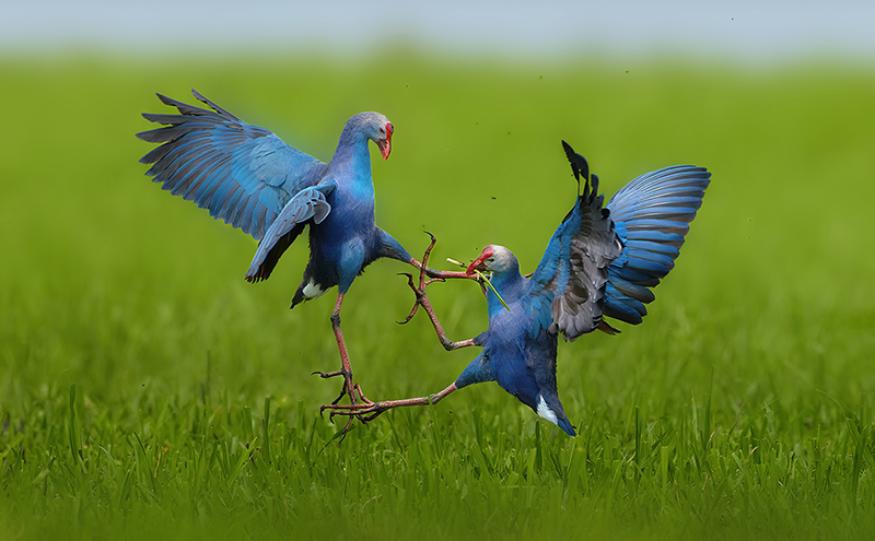 使用 Canon EOS 1DX Mark II 拍摄的第四届佳能华南生态摄影大赛获奖作品《紫水鸡》