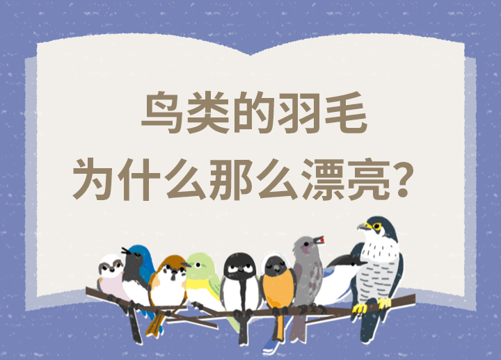 鸟类的羽毛为什么那么漂亮？