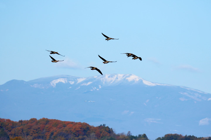 大雁