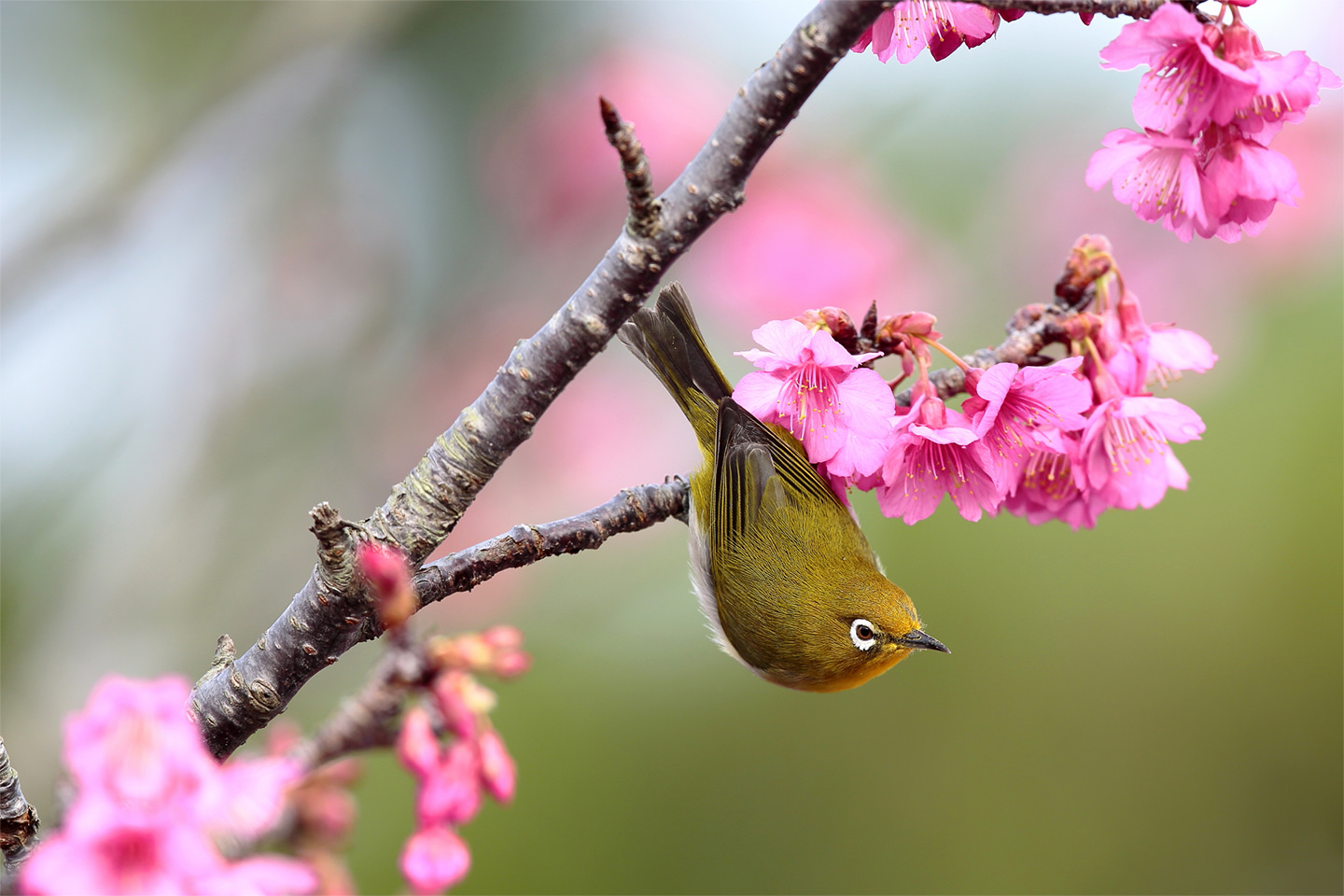 暗绿绣眼鸟琉球亚种・钟花樱