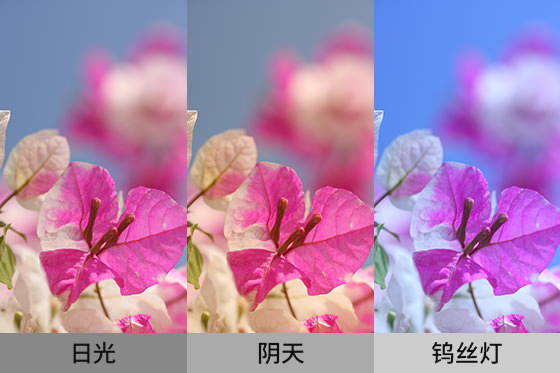 不同白平衡的照片色调对比实例。